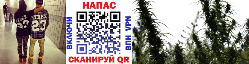 Купить  Западная Двина  МАРИХУАНА SATIVA & INDICA 